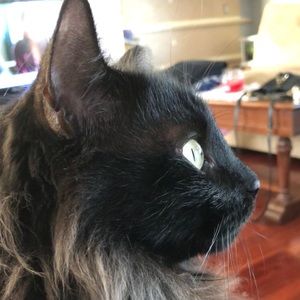 Meet your Posher, Ronnie